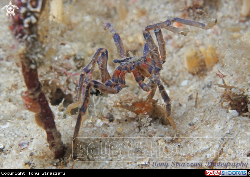 A Blue kneed sea spider