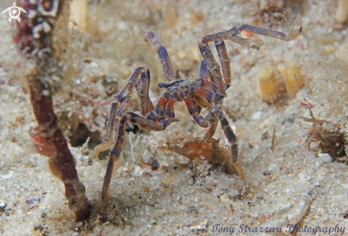 A Pycnogonida sp | Blue kneed sea spider