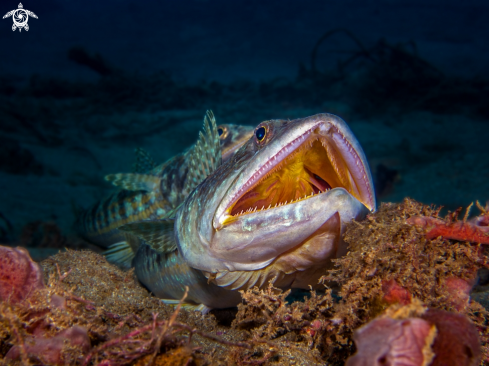 A Synodus intermedius | Sand Diver