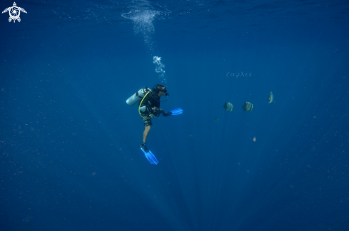 A Teira Batfish