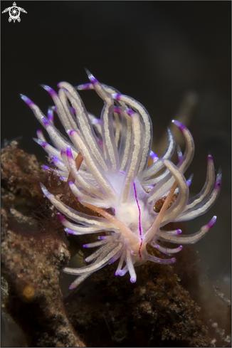 A nudibranch