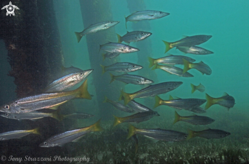 A Yellowfin Pike