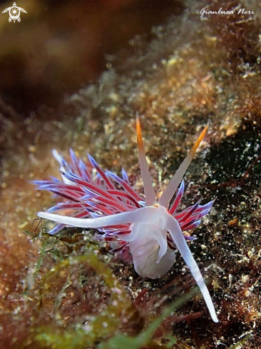 A Cratena peregrina | Cratena