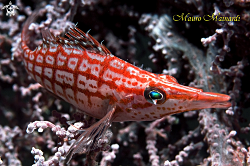 A Hawkfish.