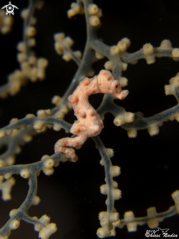 A Denise's Pygmy Seahorse | Denise