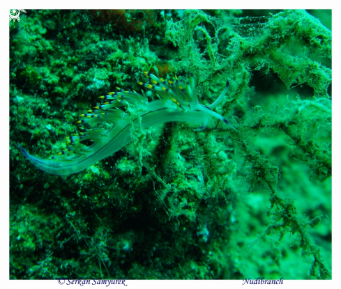 A Nudibranch