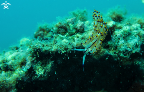 A Nudibranch