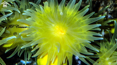 A Leptopsammia pruvoti | 	 Yellow solitary coral