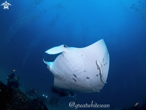 Manta Ray and divers