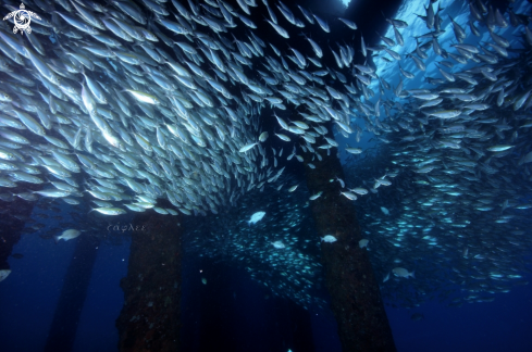 A School of fish