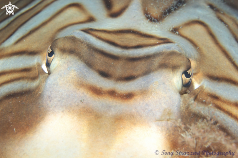 A Trygonorrhina fasciata | Eastern Fiddler Ray