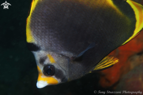 A Chaetodon flavirostris | Dusky Butterflyfish