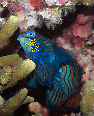 A Synchiropus splendidus | Mandarin fish