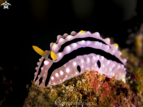 A Nudibranch