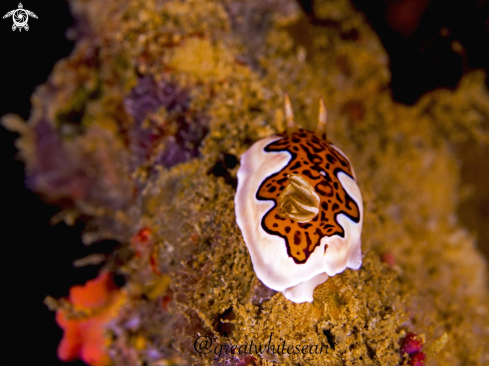 A Chromodoris gleniei | Nudibranch