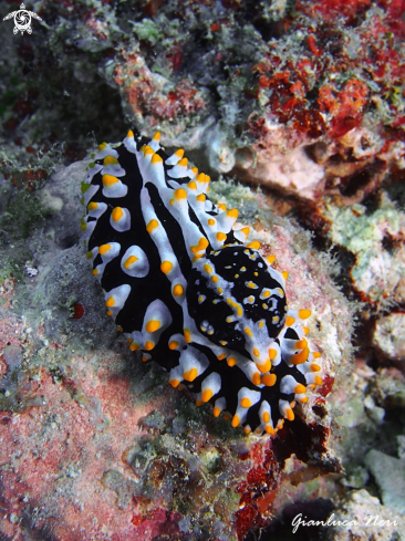 A Phyllidia varicosa