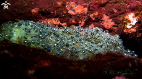 A Greenling Eggs