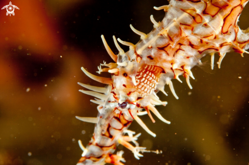 A Solenostomus paradoxus | Harlequin Ghost Pipefish