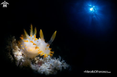 A Crimora Papillata | Nudibranch