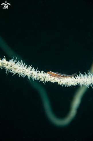 A Goby