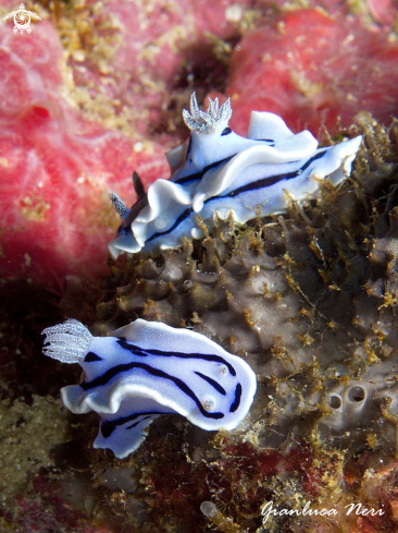 A Chromodoris 