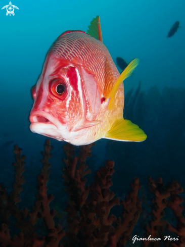 A Sargocentrum spiniferum | Squirrelfish