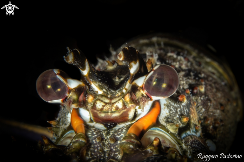 A Panulirus argus | Lobster