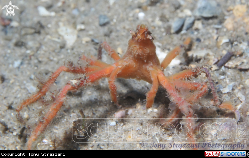 A Thin shelled spider crab