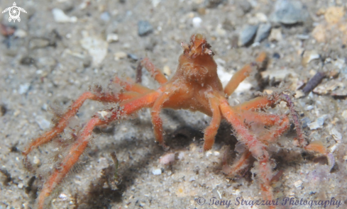A Oncinopus aranea | Thin shelled spider crab