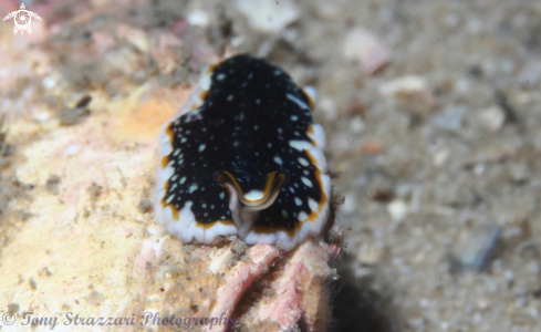 A Pseudoceros sp. 18 | Flatworm