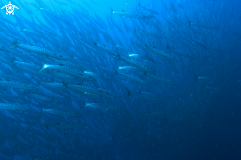 A Barracuda