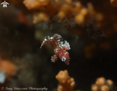 A wrasse - not sure which species