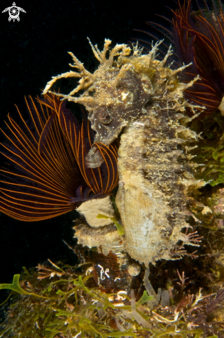 A Hippocampus whith branchiomma luctuosum