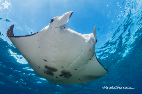 A Manta