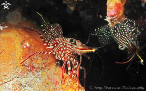 A Serrated Hinge-Back Shrimp