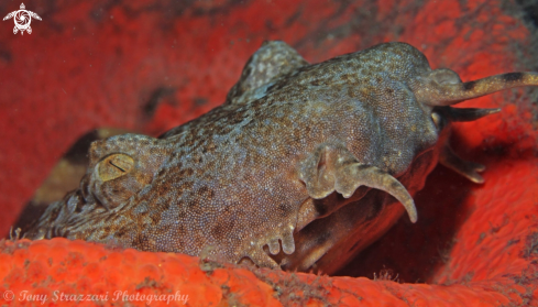 A Dwarf Ornate Wobbegong