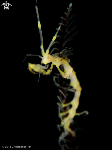 A Yellow Skeleton Shrimp 