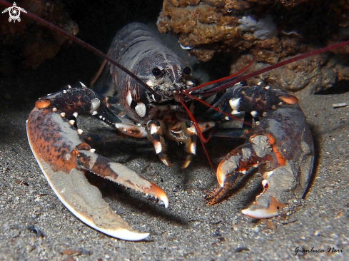 A Homarus gammarus | Astice