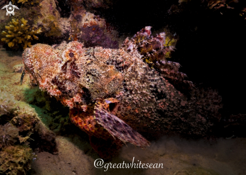 A Bearded ScorpionFish