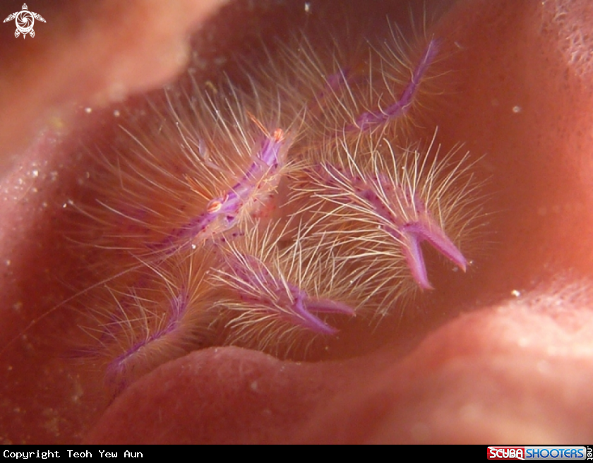 A Hairy Squat Lobster