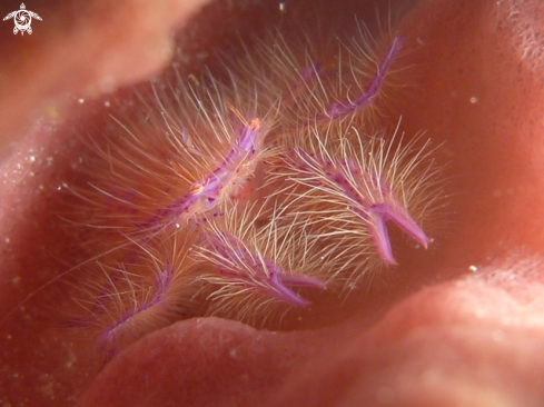 A Hairy Squat Lobster