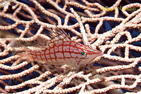 A Hawkfish