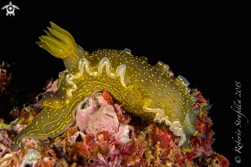 A Nudibranch