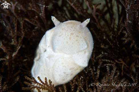 A Jorunna tomentosa | Iorunna