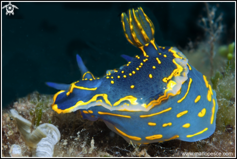 A Felimare Picta | Nudibranch