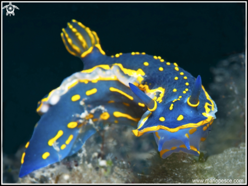 A Felimare Picta | Nudibranch