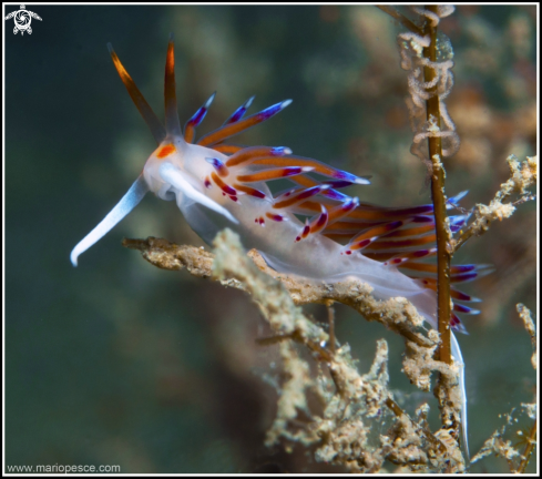 A Cratena peregrina | Nudibranch