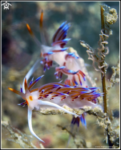 A Cratena peregrina | Nudibranch