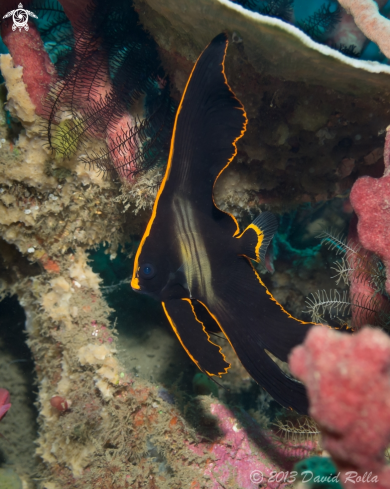 A Pinnate spadefish