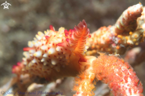 A Phenacovolva rosea | Spindle rose cowrie